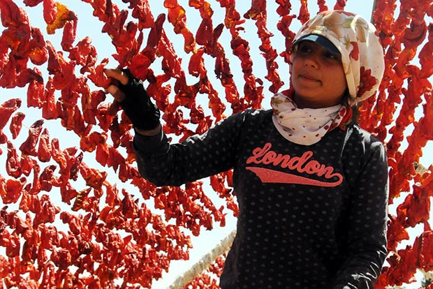 Gaziantep'te kurutmalık zamanı