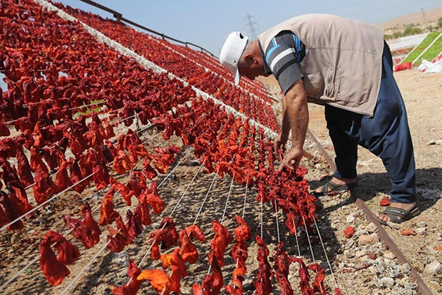 Gaziantep'te kurutmalık zamanı