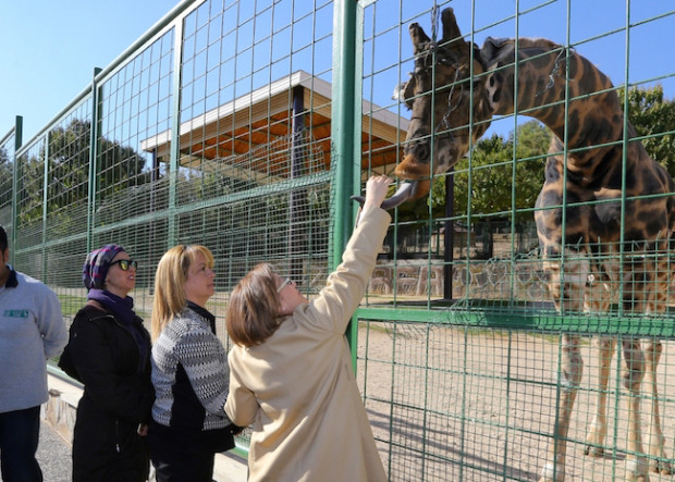 Gaziantep Hayvanat Bahçesi'nde  ikinci kez dördüz kaplan sevinci