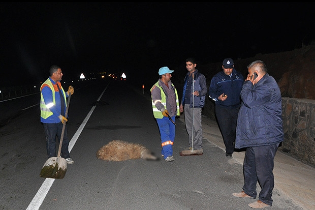 Trafik kazasında 3 kişi yaralı, hayvanlar telef oldu