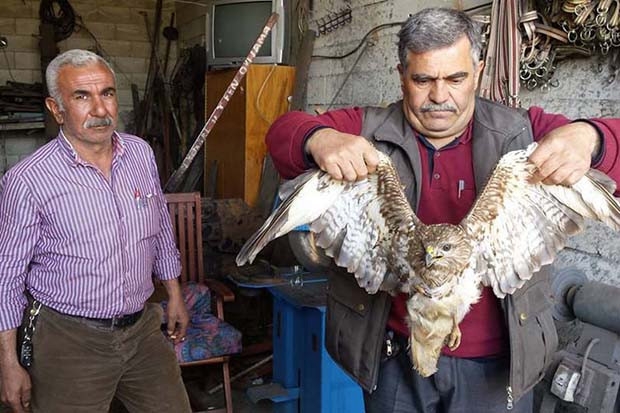 Yaralı şahin tedaviye alındı