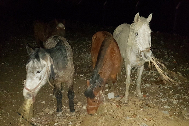 Kesilen onlarca atın etleri kayıp