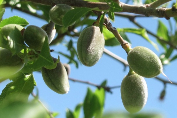 Çağla tezgahlarda yerini aldı