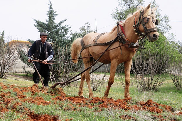 Karasabanla geçimini sağlıyor