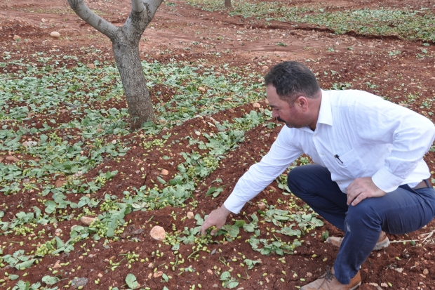 Dolu, fıstık ve zeytin ağaçlarına zarar verdi