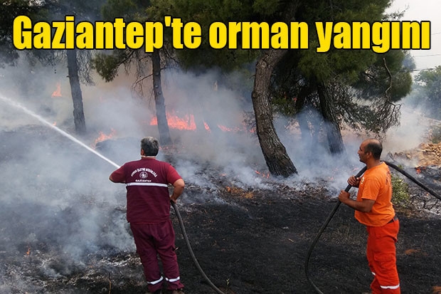 Gaziantep'te orman yangını