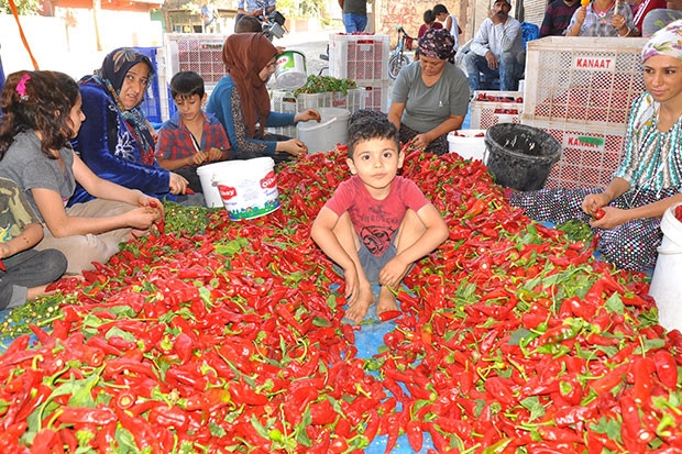 Kadınların geçim kaynağı 