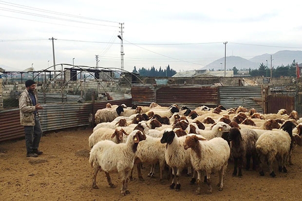 İslahiye'de veba vakası