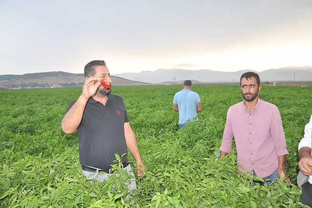 Alıcılara kızan üretici tonlarca biberi tarlada bıraktı