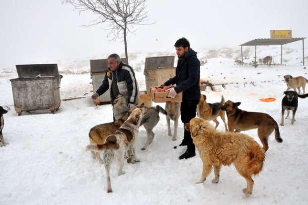 Sokak hayvanlarına yiyecek dağıtıldı