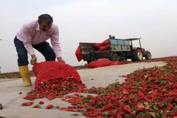 Son hasat biberler güneşe bırakılıyor