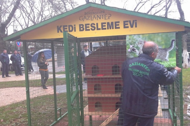 Sokak kedileri için besleme evi ve barınak