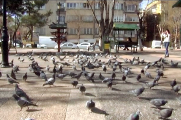 Gazianteplilerin güvercin keyfi