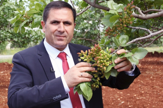 Antepfıstığında yüksek rekolte bekleniyor