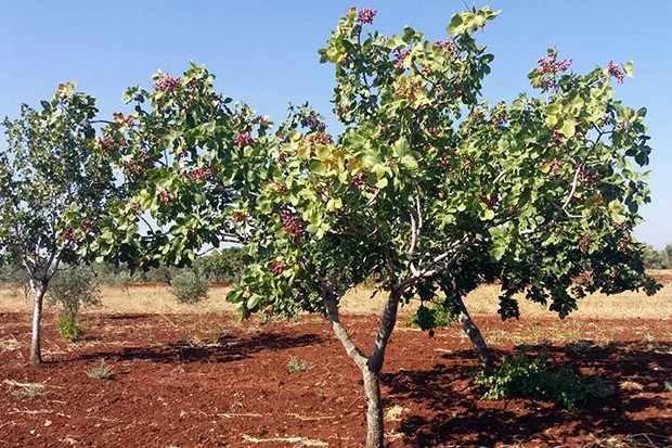 Kilis’te fıstık hasadı sürüyor