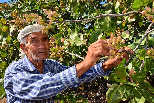 Antep'in fıstığı Manisalı köylünün geçim kaynağı oldu